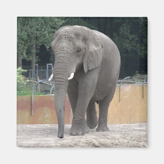 Elephant Magneet (Voorkant)