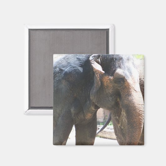 Elephant Magneet (Voorkant / Achterkant)