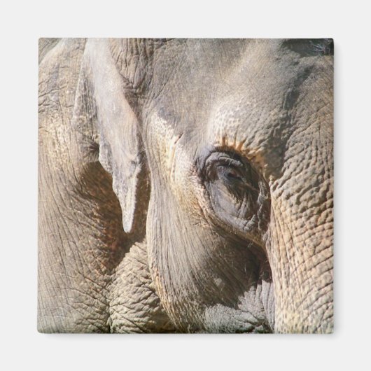 ELEPHANT MAGNEET (Voorkant)