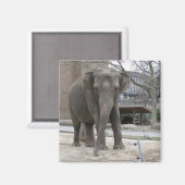 ELEPHANT magnet (Voorkant / Achterkant)