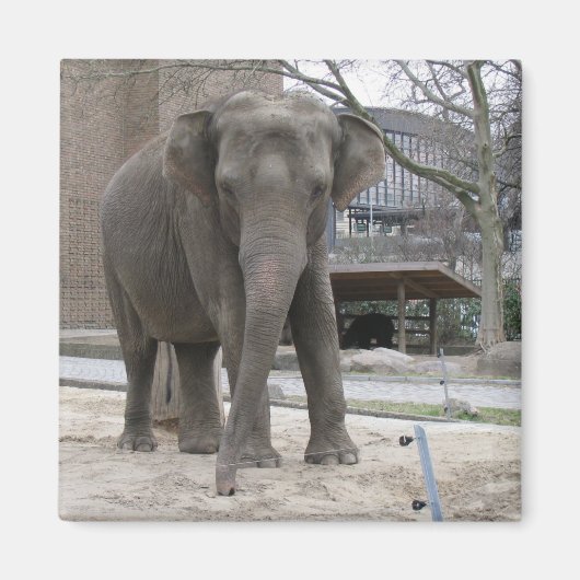 ELEPHANT magnet (Voorkant)