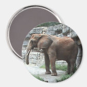 Elephant Magnet (Voorkant / Achterkant)