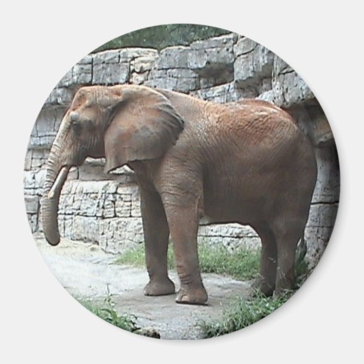 Elephant Magnet (Voorkant)