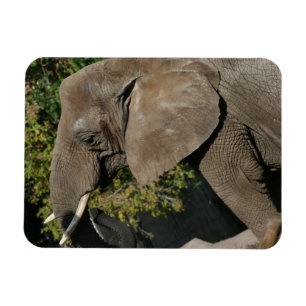 Elephant Magnet Magneet