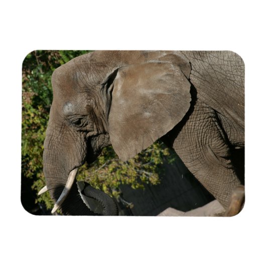 Elephant Magnet Magneet (Horizontaal)