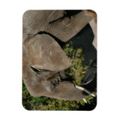 Elephant Magnet Magneet (Verticaal)