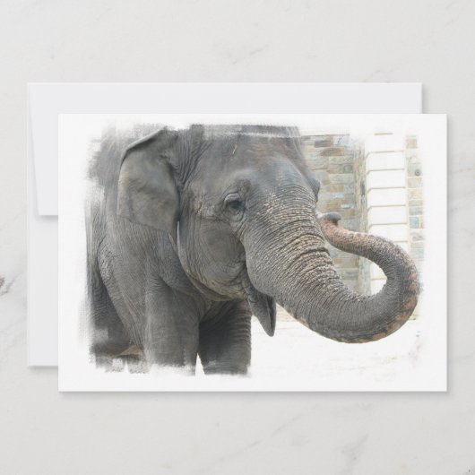 Elephant met Curled Trunk Invitation Kaart (Voorkant)