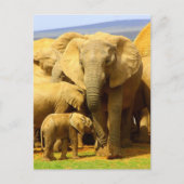 Elephant moeder en kalf Briefkaart (Voorkant)