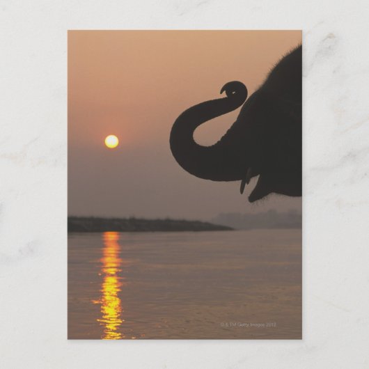 Elephant, Nationaal Park Chitwan, Nepal Briefkaart (Voorkant)