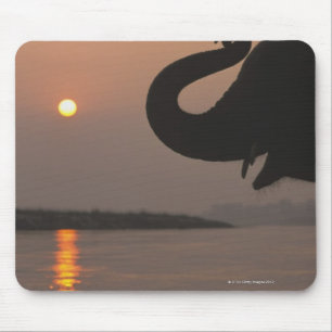 Elephant, Nationaal Park Chitwan, Nepal Muismat