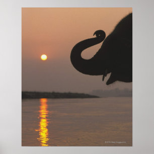 Elephant, Nationaal Park Chitwan, Nepal Poster