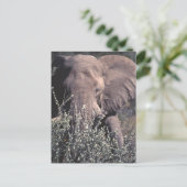 Elephant - Nationaal Park Etosha, Namibië Briefkaart (Staand voorkant)