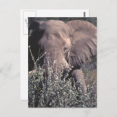 Elephant - Nationaal Park Etosha, Namibië Briefkaart (Voorkant / Achterkant)