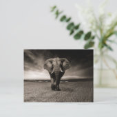 Eléphant noir et blanc briefkaart (Staand voorkant)