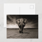 Eléphant noir et blanc briefkaart (Voorkant / Achterkant)
