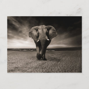 Eléphant noir et blanc briefkaart