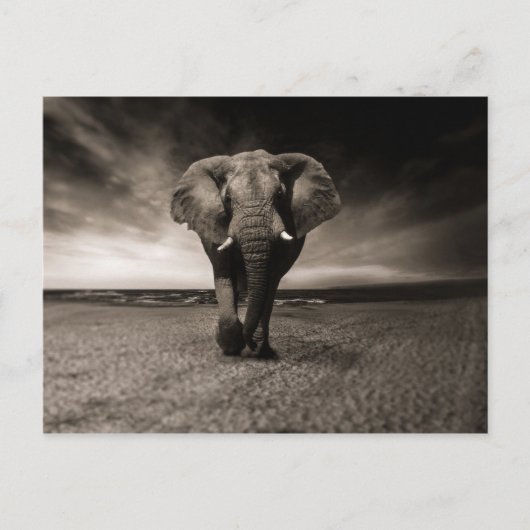 Eléphant noir et blanc briefkaart (Voorkant)