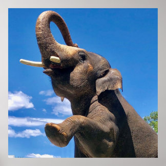 Elephant, Oerwoud, Safari, Natuur Wall Poster