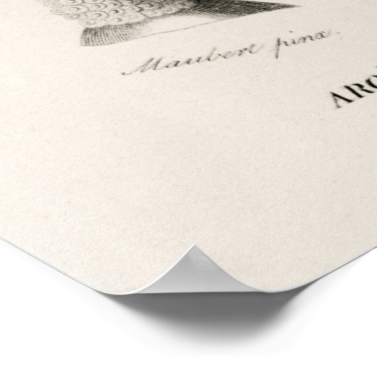 Elephant oor (Caladium bicolor) Poster (Hoek)