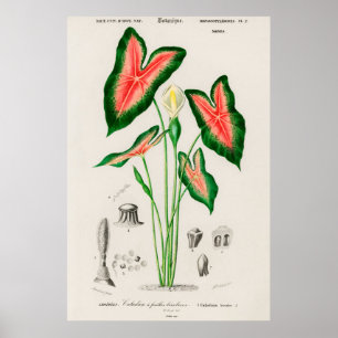 Elephant oor (Caladium bicolor) Poster