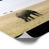 Elephant op de Mara Poster (Hoek)