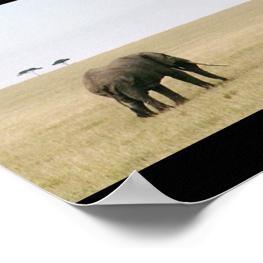 Elephant op de Mara Poster (Hoek)
