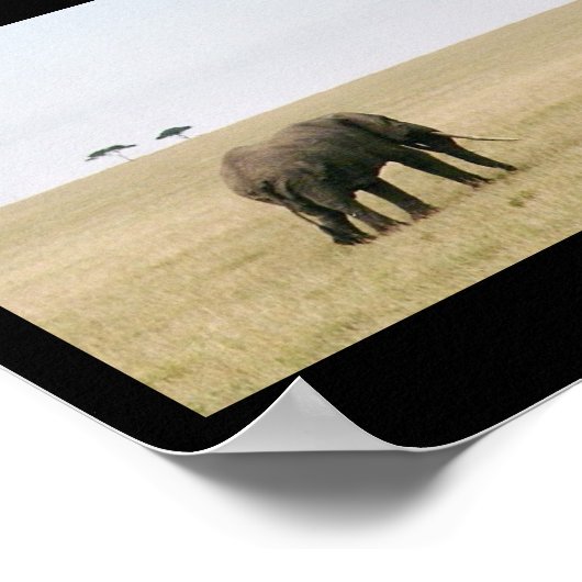 Elephant op de Mara Poster (Hoek)