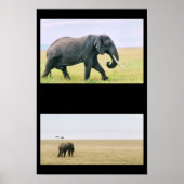 Elephant op de Mara Poster (Voorkant)