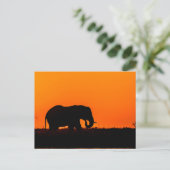 Elephant op Sunset in the Chobe Briefkaart (Staand voorkant)