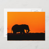 Elephant op Sunset in the Chobe Briefkaart (Voorkant / Achterkant)