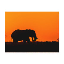 Elephant op Sunset in the Chobe
