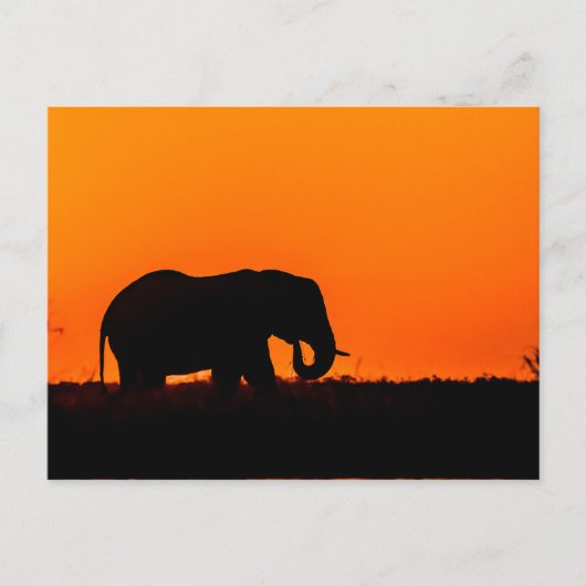 Elephant op Sunset in the Chobe Briefkaart (Voorkant)