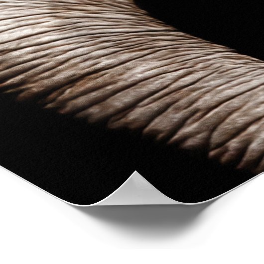 Elephant Photo Afbeelding Poster (Hoek)