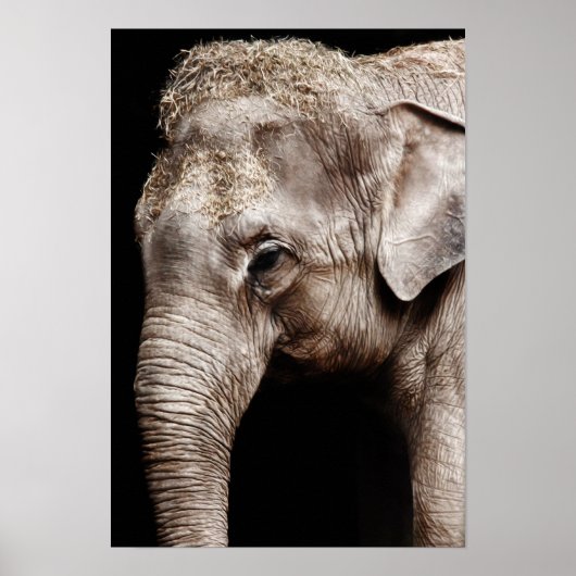 Elephant Photo Afbeelding Poster (Voorkant)