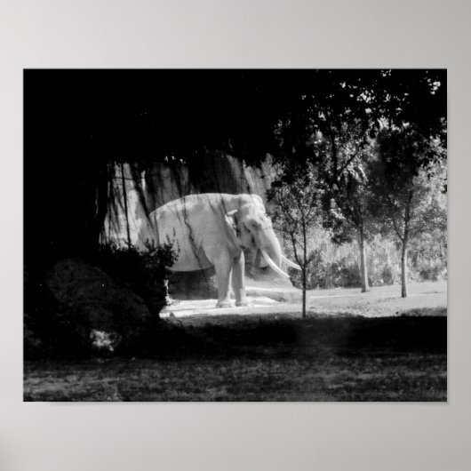 Elephant Photo Print 14 x 11 inch (Voorkant)
