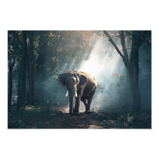 Elephant Photo Print Foto Afdruk (Voorkant)