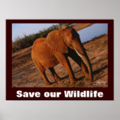 Elephant Photo Save Our Willife Poster (Voorkant)