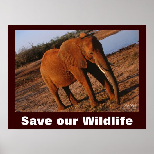 Elephant Photo Save Our Willife Poster (Voorkant)