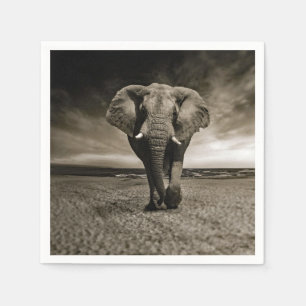 Elephant Photo Wildlife Bull Servet