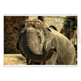 Elephant Pointing Forward met de trunk