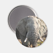 Elephant Pop Art Magneet (Voorkant / Achterkant)