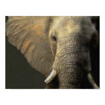 Elephant Portrait