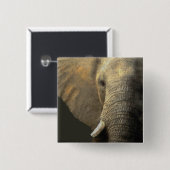 Elephant Portrait Vierkante Button 5,1 Cm (Voorkant /achterkant)