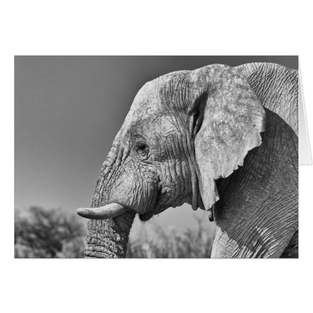 Elephant portret (Voorkant Horizontaal)