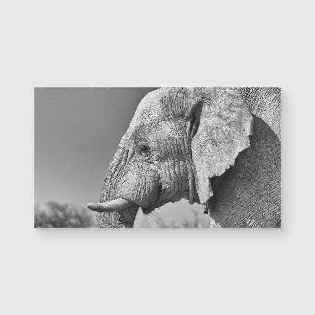 Elephant portret (Voorkant)