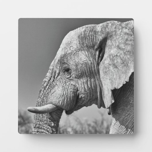 Elephant portret fotoplaat (Voorkant)