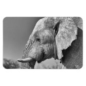 Elephant portret magneet (Horizontaal)