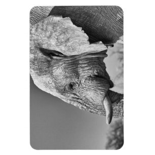 Elephant portret magneet
