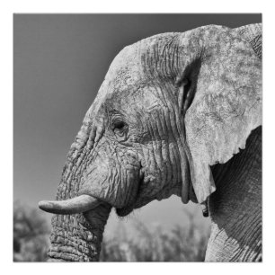 Elephant portret perfect poster