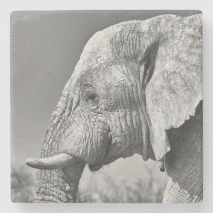 Elephant portret stenen onderzetter